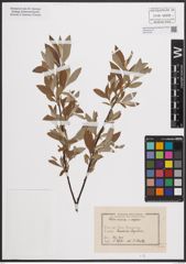 Foto von Salix cinerea L. x Salix repens L.